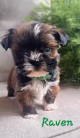 AKC Raven, a female Lhasa Apso for sale in Due West, SC – 6 of 6