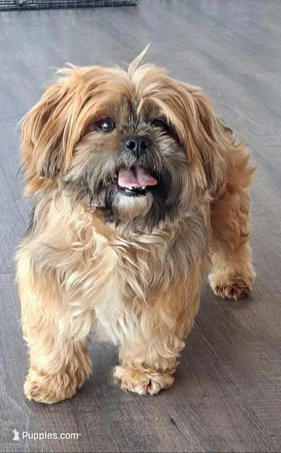 AKC Rolo, a male Lhasa Apso for sale in Due West, SC – Photo 4 of 4