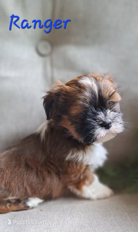 AKC Ranger – Lhasa Apso puppy for sale in Due West, SC