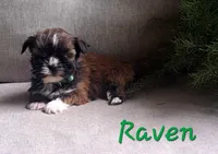AKC Raven, a female Lhasa Apso for sale in Due West, SC – 5 of 6