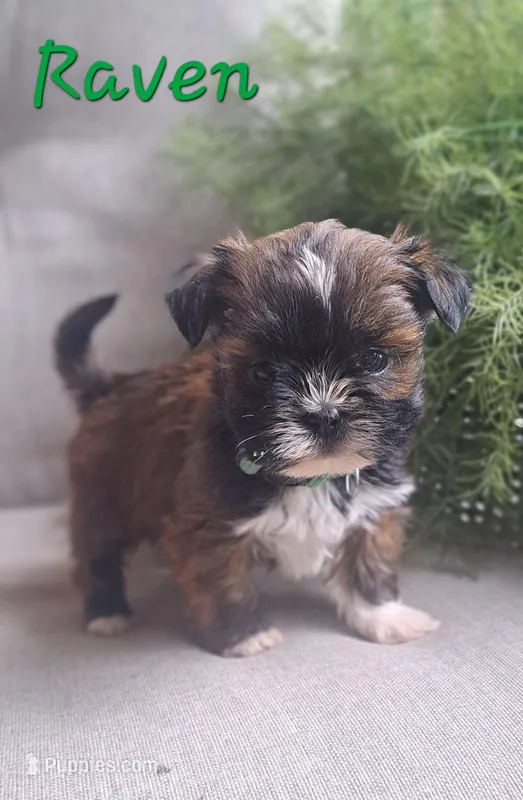 AKC Raven – Lhasa Apso puppy for sale in Due West, SC