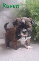 AKC Raven, a female Lhasa Apso for sale in Due West, SC – 1 of 6