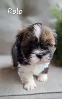 AKC Rolo, a male Lhasa Apso for sale in Due West, SC – 7 of 7