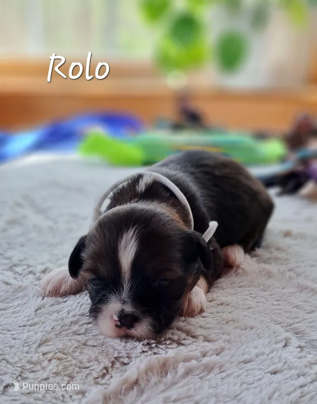 AKC Rolo – Lhasa Apso puppy for sale in Due West, SC