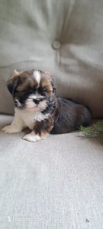 AKC Rolo – Lhasa Apso puppy for sale in Due West, SC