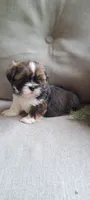 AKC Rolo, a male Lhasa Apso for sale in Due West, SC – 1 of 7