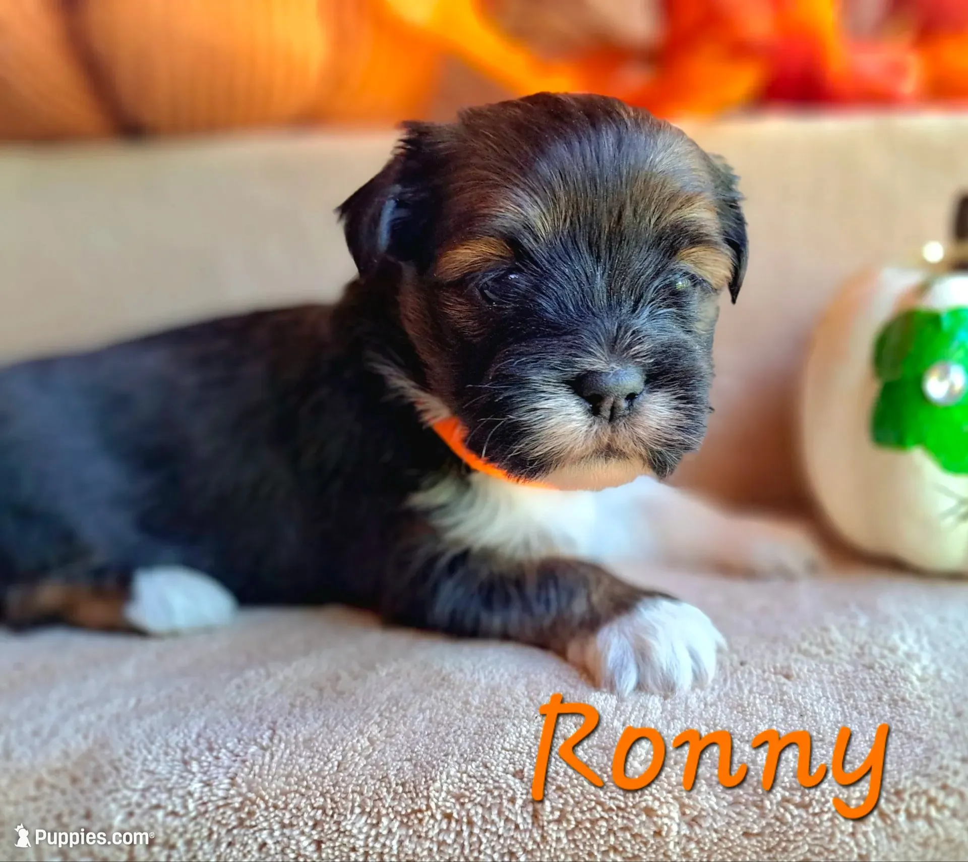 AKC Ronny, a male Lhasa Apso for sale in Due West, SC – 1 of 4