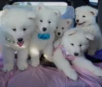 Snowball, a male Samoyed for sale in Cherry Hill Township, NJ – 3 of 8