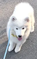 Snowball, a male Samoyed for sale in Clementon, NJ – 3 of 3