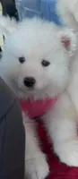 Icy , a female Samoyed for sale in Cherry Hill Township, NJ – 1 of 2