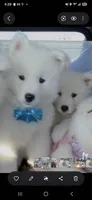 Snowball, a male Samoyed for sale in Cherry Hill Township, NJ – 8 of 8