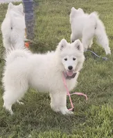 Snow, a female Samoyed for sale in Clementon, NJ – 2 of 4