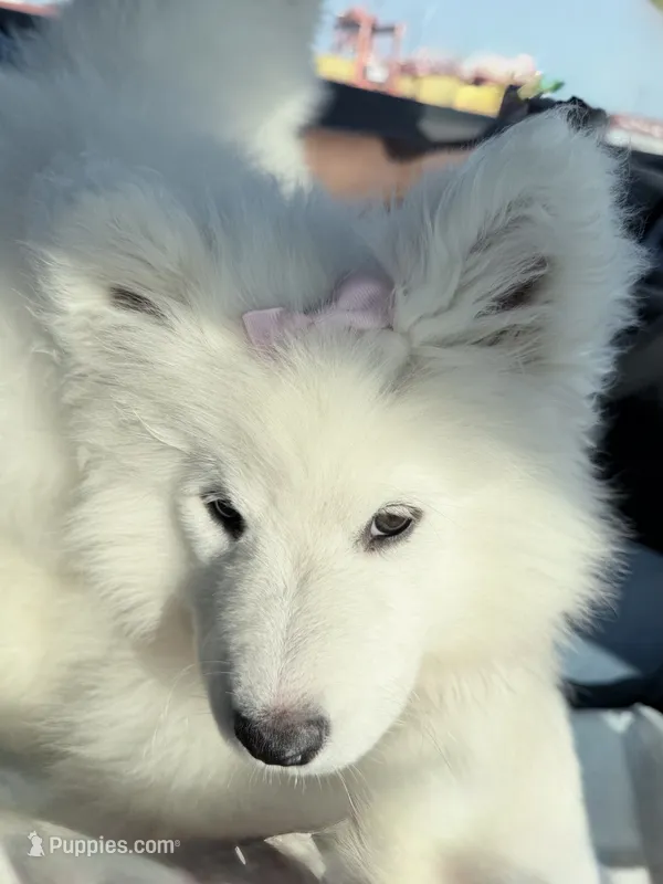Snow – Samoyed puppy for sale in Clementon, NJ