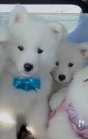 Snowball, a male Samoyed for sale in Cherry Hill Township, NJ – 2 of 8