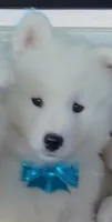 Icy , a female Samoyed for sale in Cherry Hill Township, NJ – 2 of 2