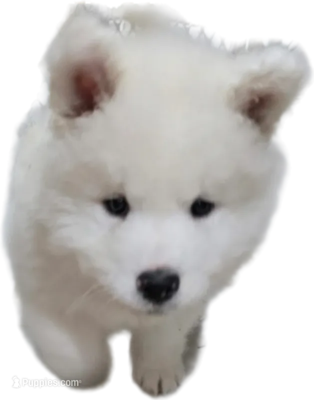 Snowball – Samoyed puppy for sale in Cherry Hill Township, NJ