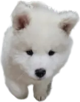 Snowball, a male Samoyed for sale in Cherry Hill Township, NJ – 1 of 8