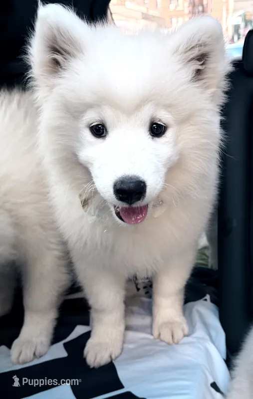 Snowball – Samoyed puppy for sale in Clementon, NJ
