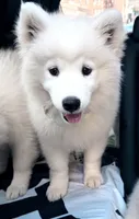 Snowball, a male Samoyed for sale in Clementon, NJ – 1 of 3