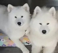Snowball, a male Samoyed for sale in Cherry Hill Township, NJ – 5 of 8