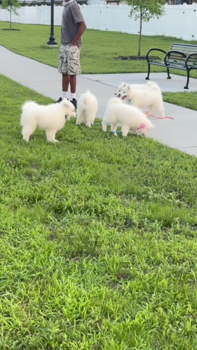 Snow, a female Samoyed for sale in Clementon, NJ – 4 of 4