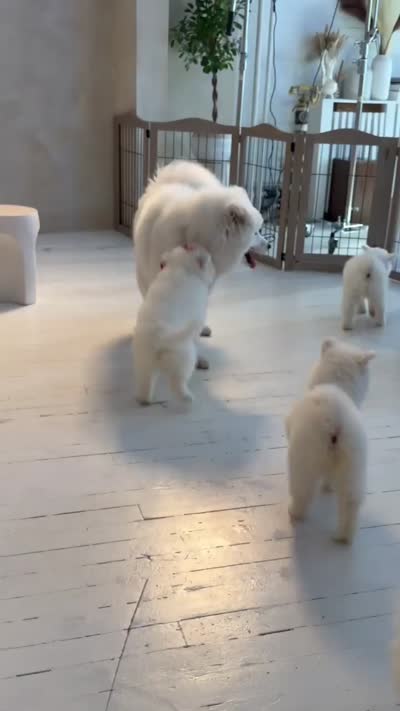 Snowball, a male Samoyed for sale in Cherry Hill Township, NJ – 6 of 8