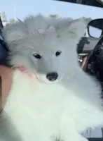 Snow, a female Samoyed for sale in Clementon, NJ – 3 of 4