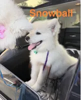 Snowball, a male Samoyed for sale in Clementon, NJ – 2 of 3
