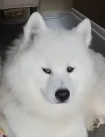 Snowball, a male Samoyed for sale in Cherry Hill Township, NJ – 7 of 8