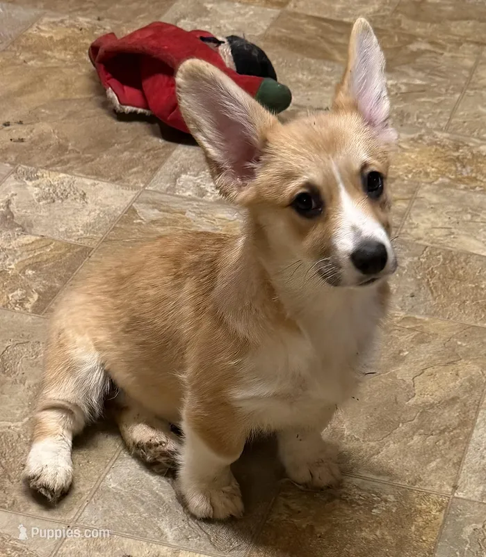 Capriccio’s Change of Heart Debbi – Pembroke Welsh Corgi puppy for sale in Yelm, WA