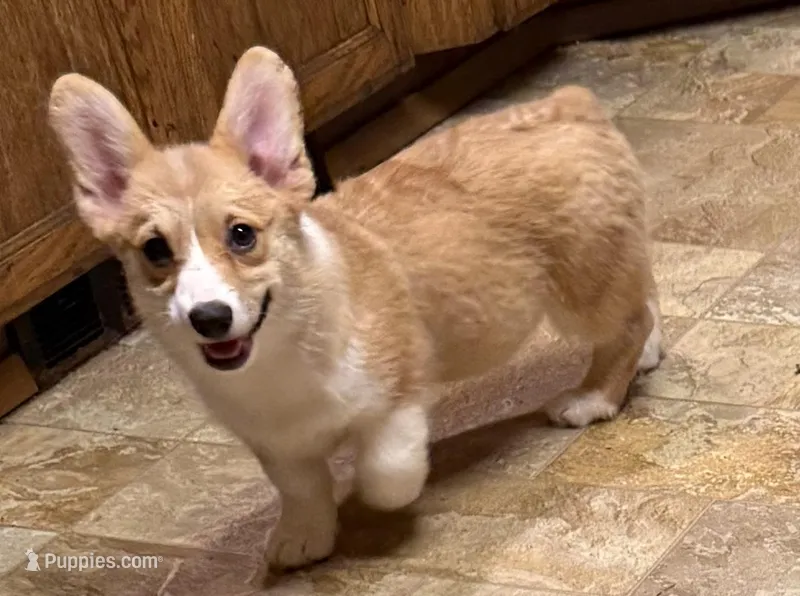 Capriccio’s Eternal Flame – Pembroke Welsh Corgi puppy for sale in Yelm, WA