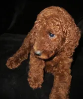 Red, a male Goldendoodle for sale in Friendswood, TX – Photo 3 of 3