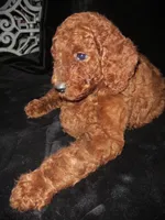 Red, a male Goldendoodle for sale in Friendswood, TX – Photo 1 of 3