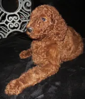 Red, a male Goldendoodle for sale in Friendswood, TX – Photo 2 of 3