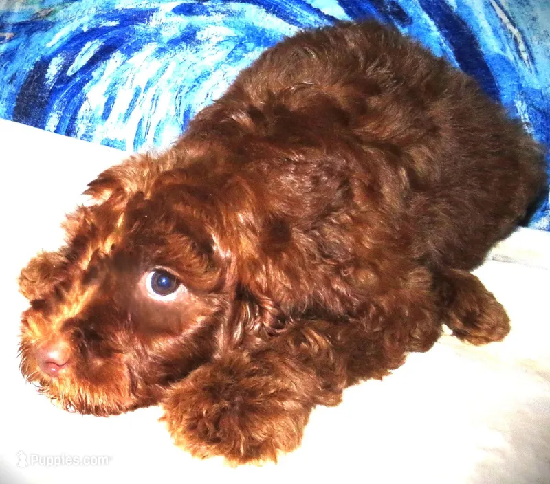 Pearl – Miniature Goldendoodle puppy for sale in Friendswood, TX