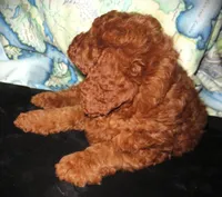 Pearl, a  Miniature Goldendoodle for sale in Friendswood, TX – Photo 5 of 7