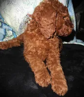 Pearl, a  Miniature Goldendoodle for sale in Friendswood, TX – Photo 6 of 7