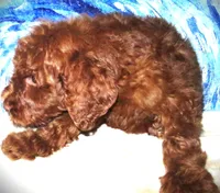 Pearl, a  Miniature Goldendoodle for sale in Friendswood, TX – Photo 2 of 7