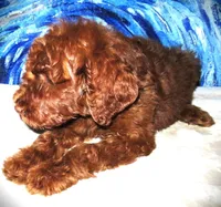 Pearl, a  Miniature Goldendoodle for sale in Friendswood, TX – Photo 4 of 7