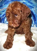 Pearl, a  Miniature Goldendoodle for sale in Friendswood, TX – Photo 3 of 7