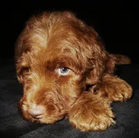 Pearl, a  Miniature Goldendoodle for sale in Friendswood, TX – Photo 7 of 7