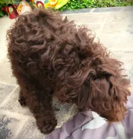 Chocolate, a female Goldendoodle for sale in Friendswood, TX – 5 of 7