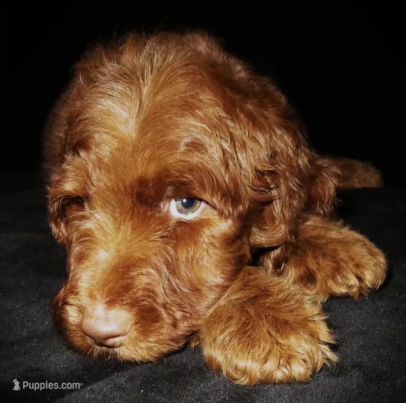 Memphis – Goldendoodle puppy for sale in Friendswood, TX