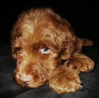 Memphis, a male Goldendoodle for sale in Friendswood, TX – 1 of 3