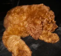 Penny, a female Goldendoodle for sale in Friendswood, TX – Photo 6 of 7