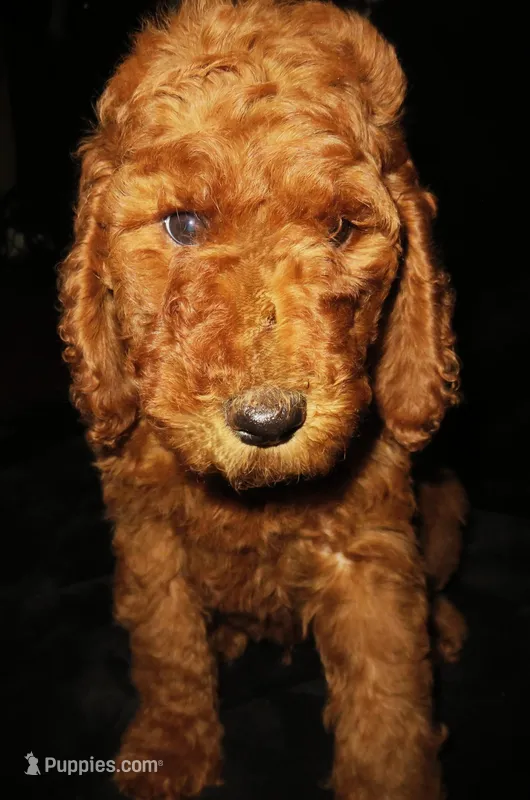 Penny – Goldendoodle puppy for sale in Friendswood, TX
