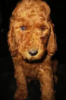 Penny, a female Goldendoodle for sale in Friendswood, TX – Photo 1 of 7