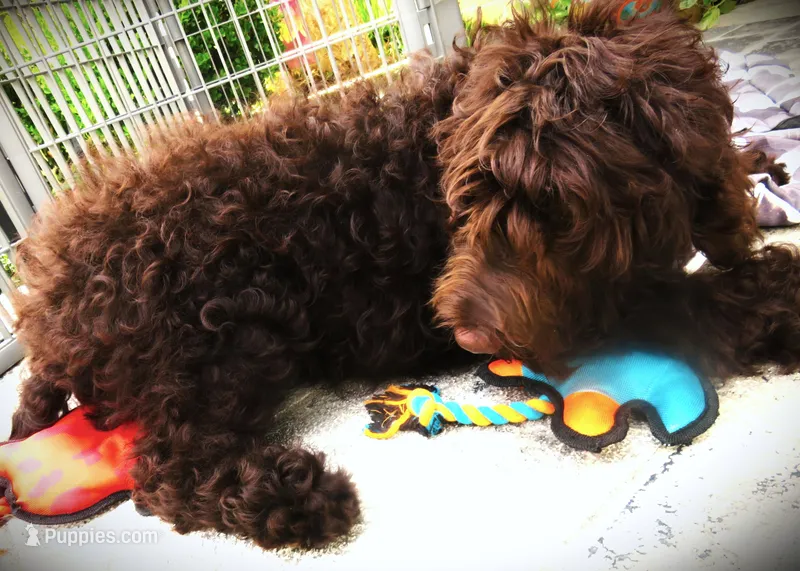 Chocolate – Goldendoodle puppy for sale in Friendswood, TX