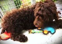 Chocolate, a female Goldendoodle for sale in Friendswood, TX – 1 of 7
