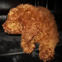 Brooklyn, a female Goldendoodle for sale in Friendswood, TX – 2 of 4
